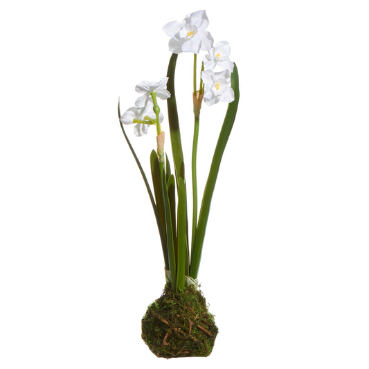 14" White Paperwhite Drop In