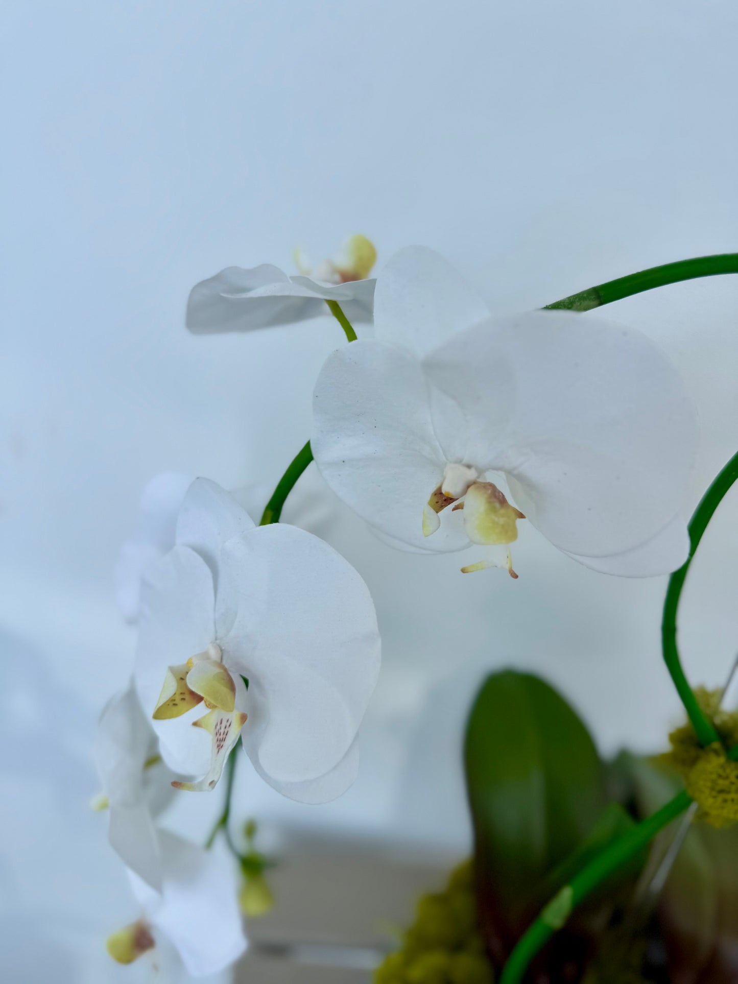 Double White Orchids in Blue Flower Pot