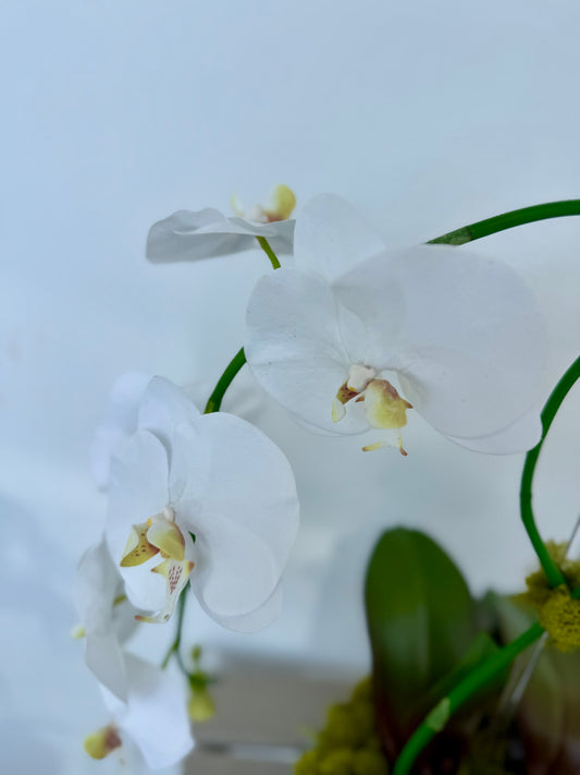 Double White Orchids in Blue Flower Pot