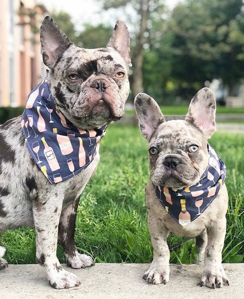 Rose All Day Dog Bandana