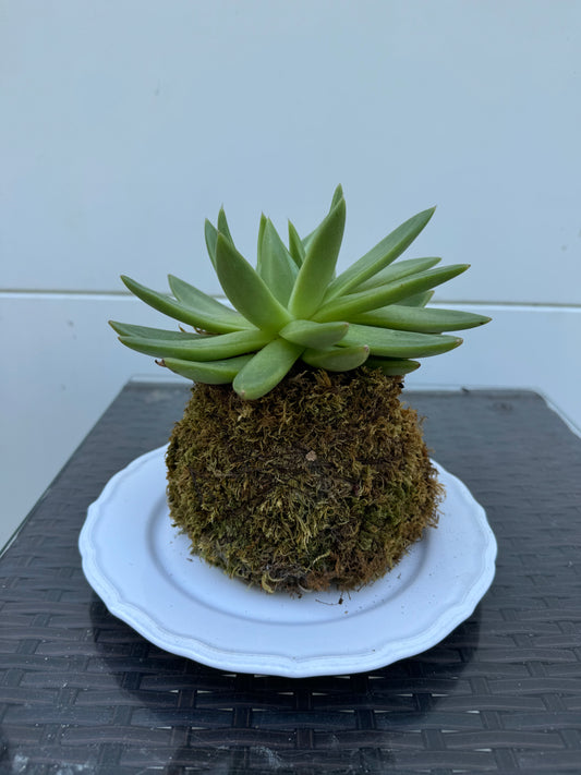 Kokedama - Succulent 2