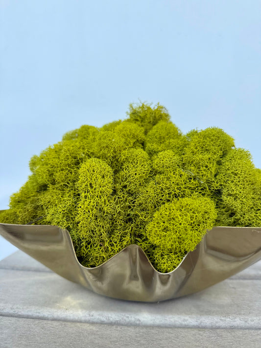 Reindeer Moss in Gold Fluted Bowl