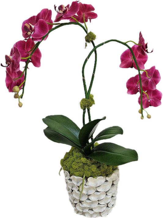 Double orchid arrangement with succulents white shell bowl