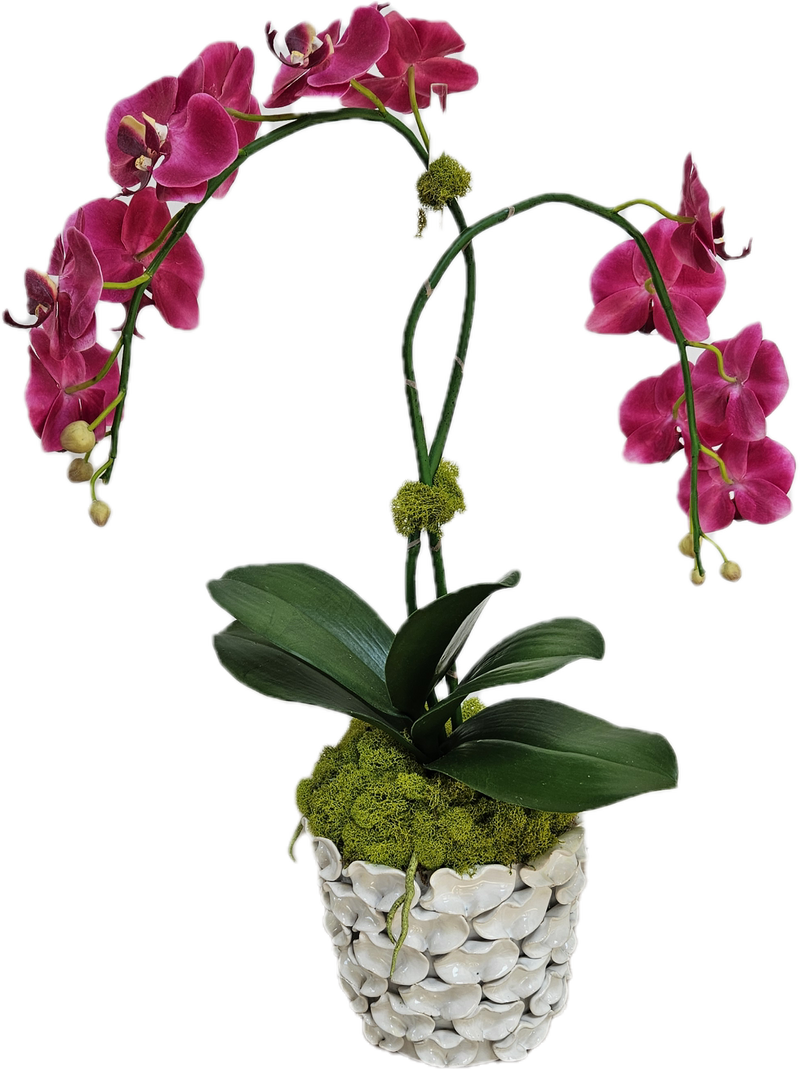 Double orchid arrangement with succulents white shell bowl