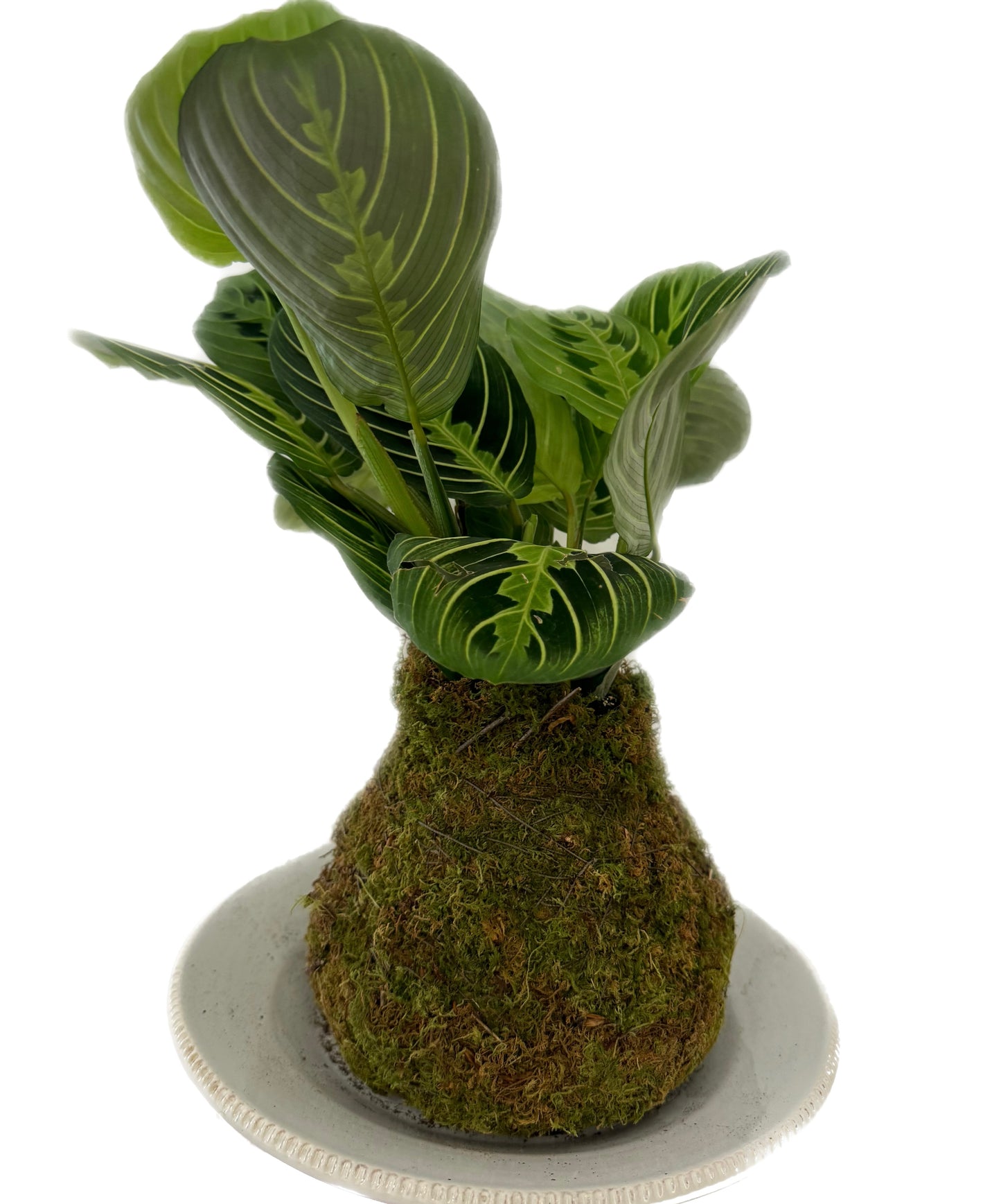 Kokedama - Prayer Plant 2
