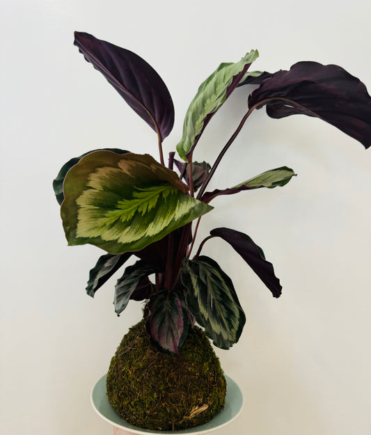 Kokedama - Prayer Plant 1