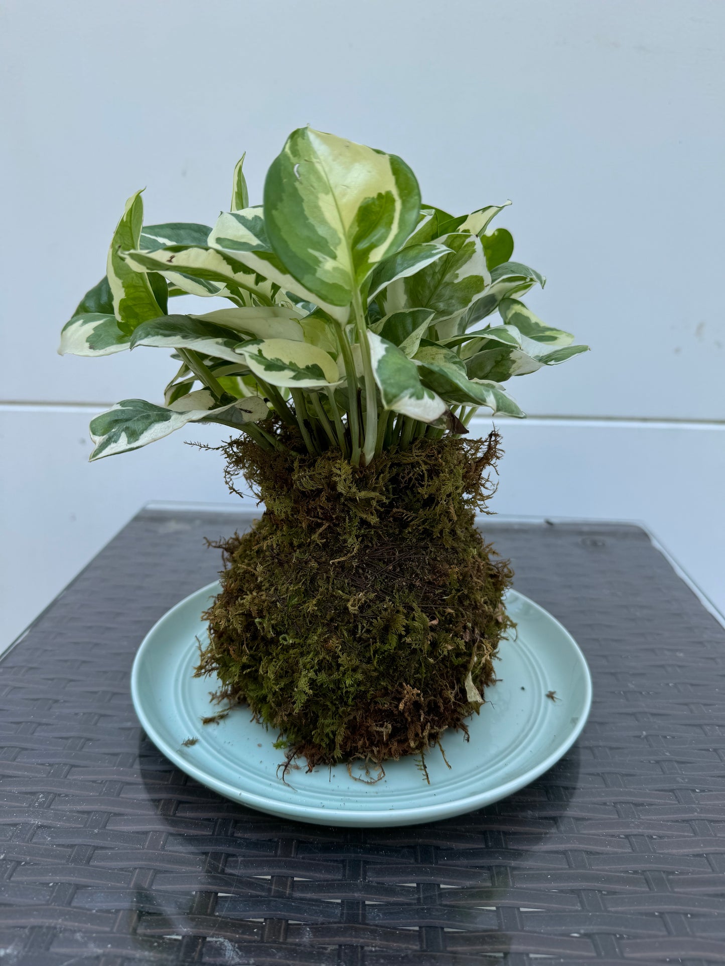 Kokedama - Pothos 2