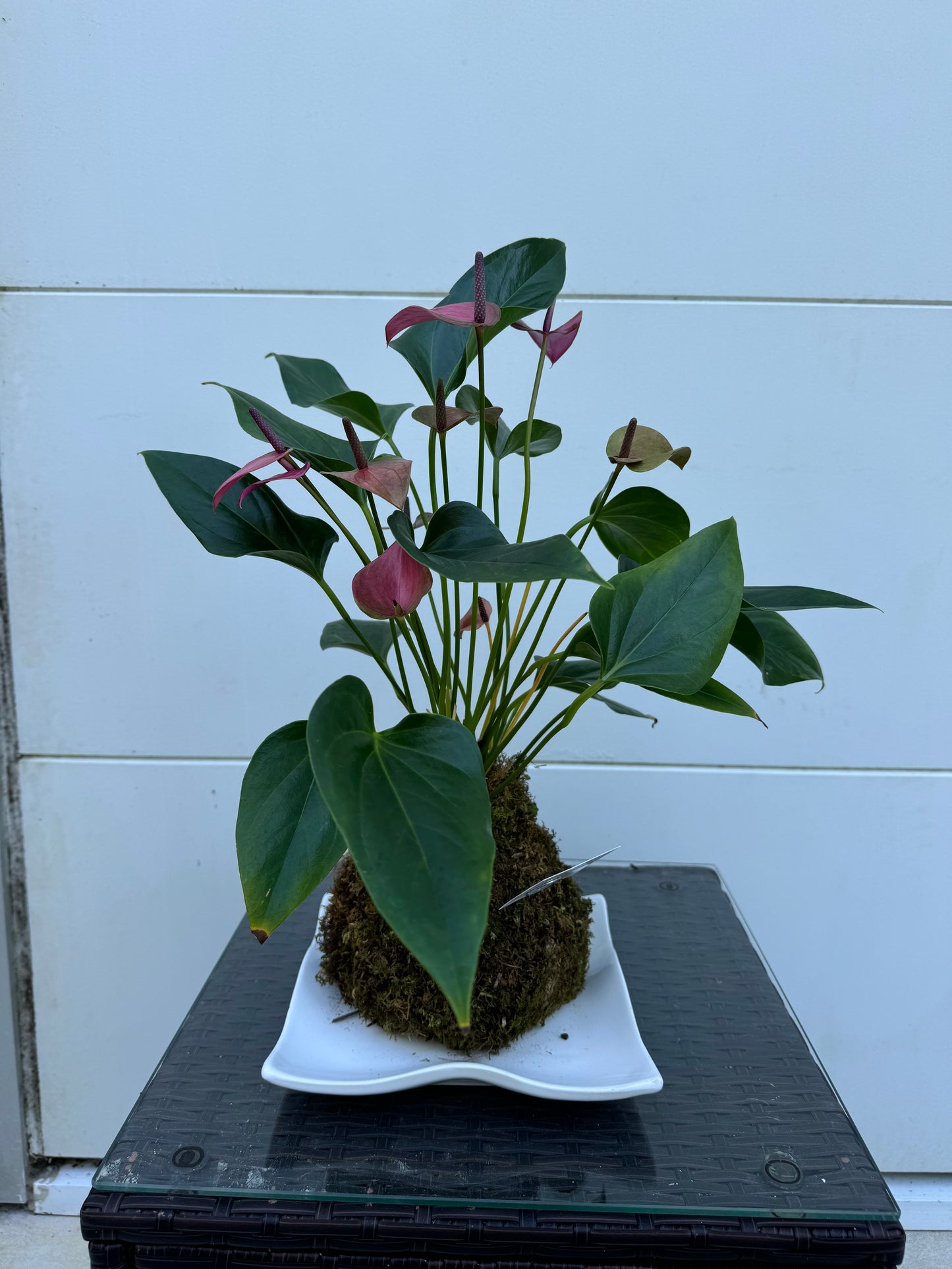 Kokedama - Anthurium 2