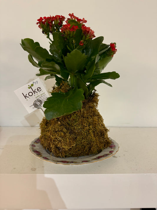 Kokedama - Kalanchoe