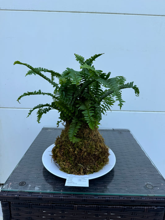 Kokedama - Fern