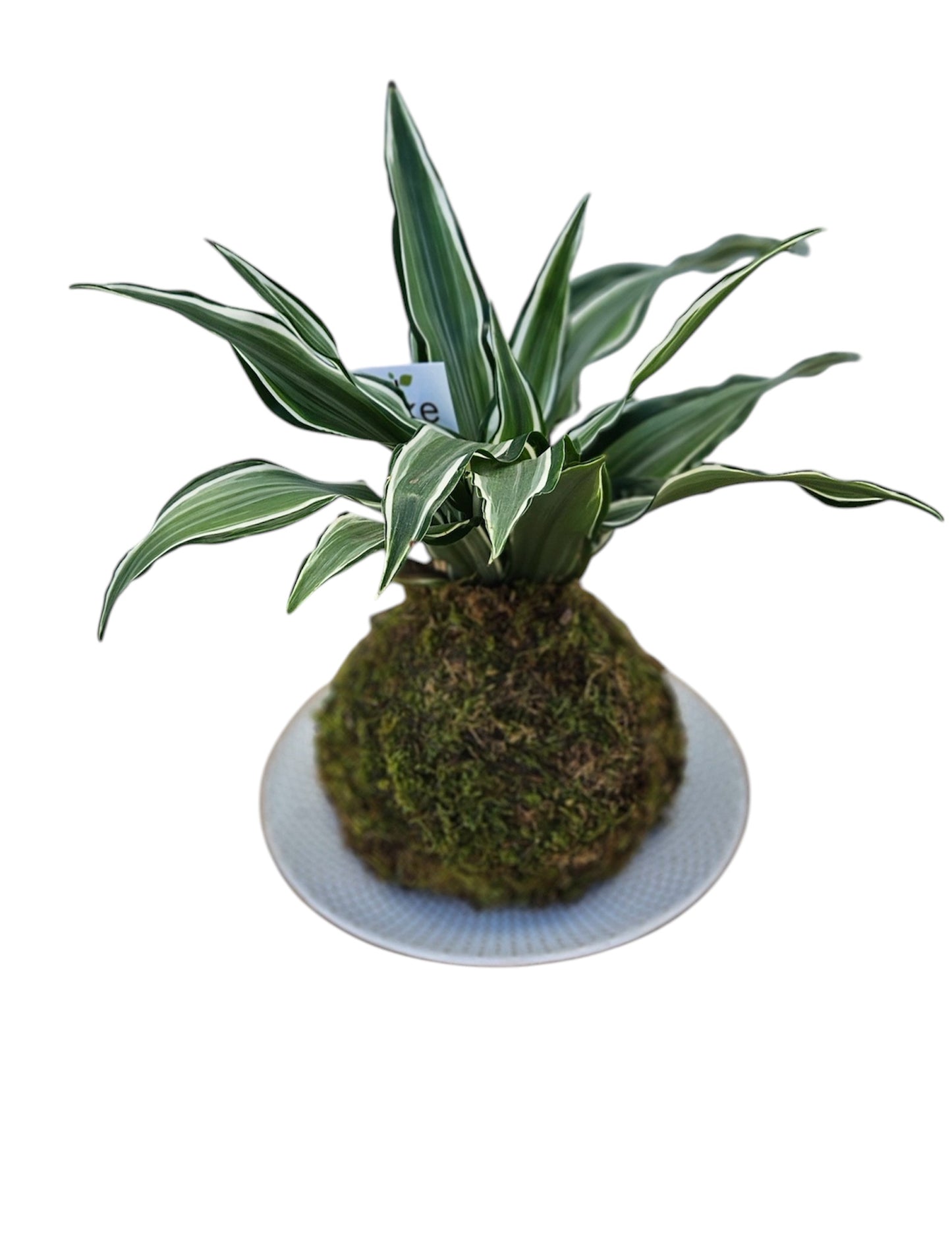 Dracaena Plant