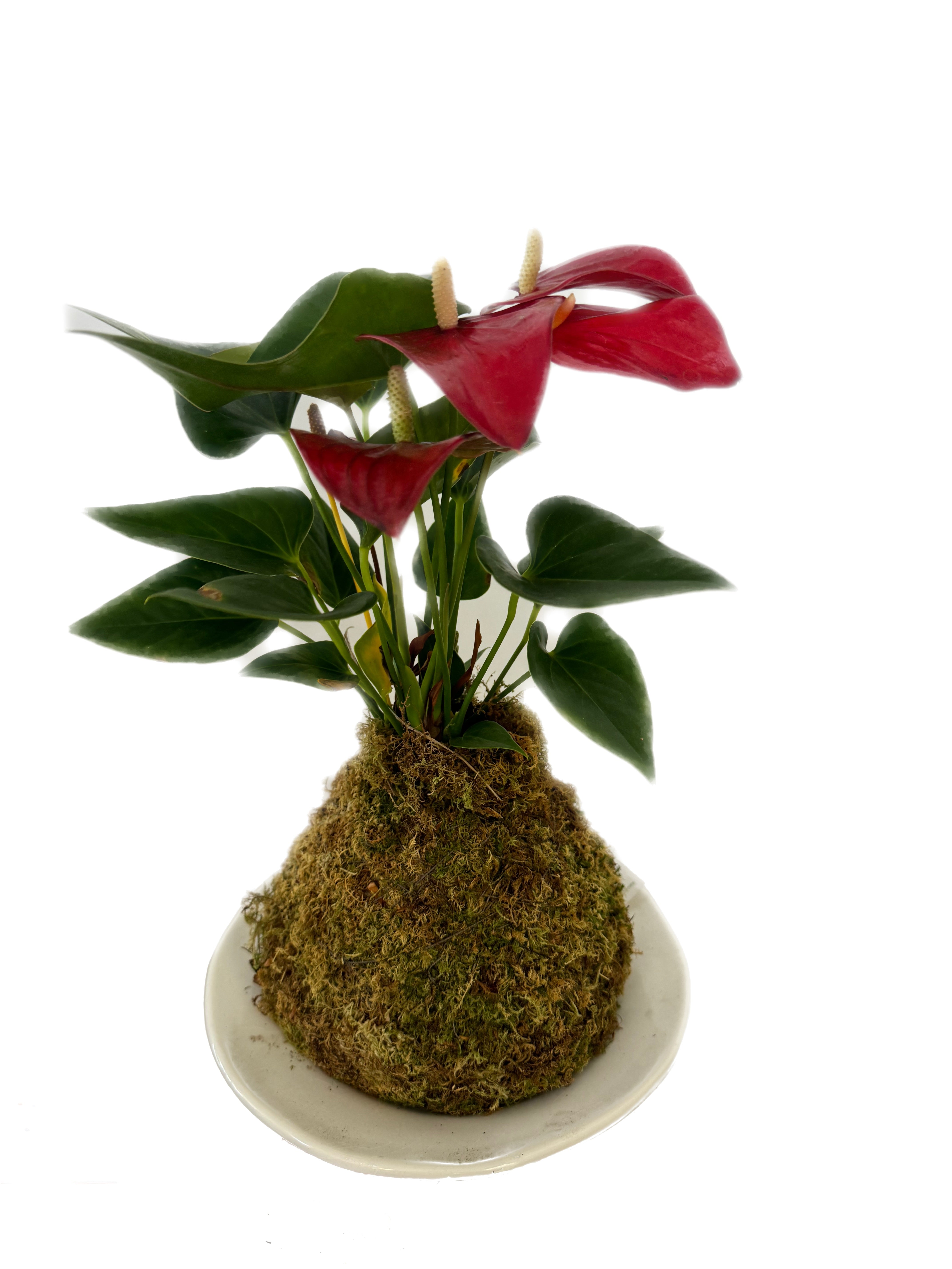 Kokedama - Anthurium