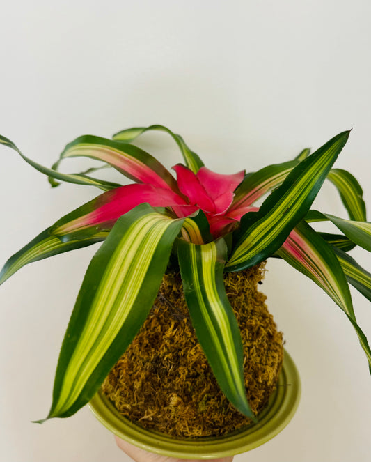 Kokedama - Bromeliad