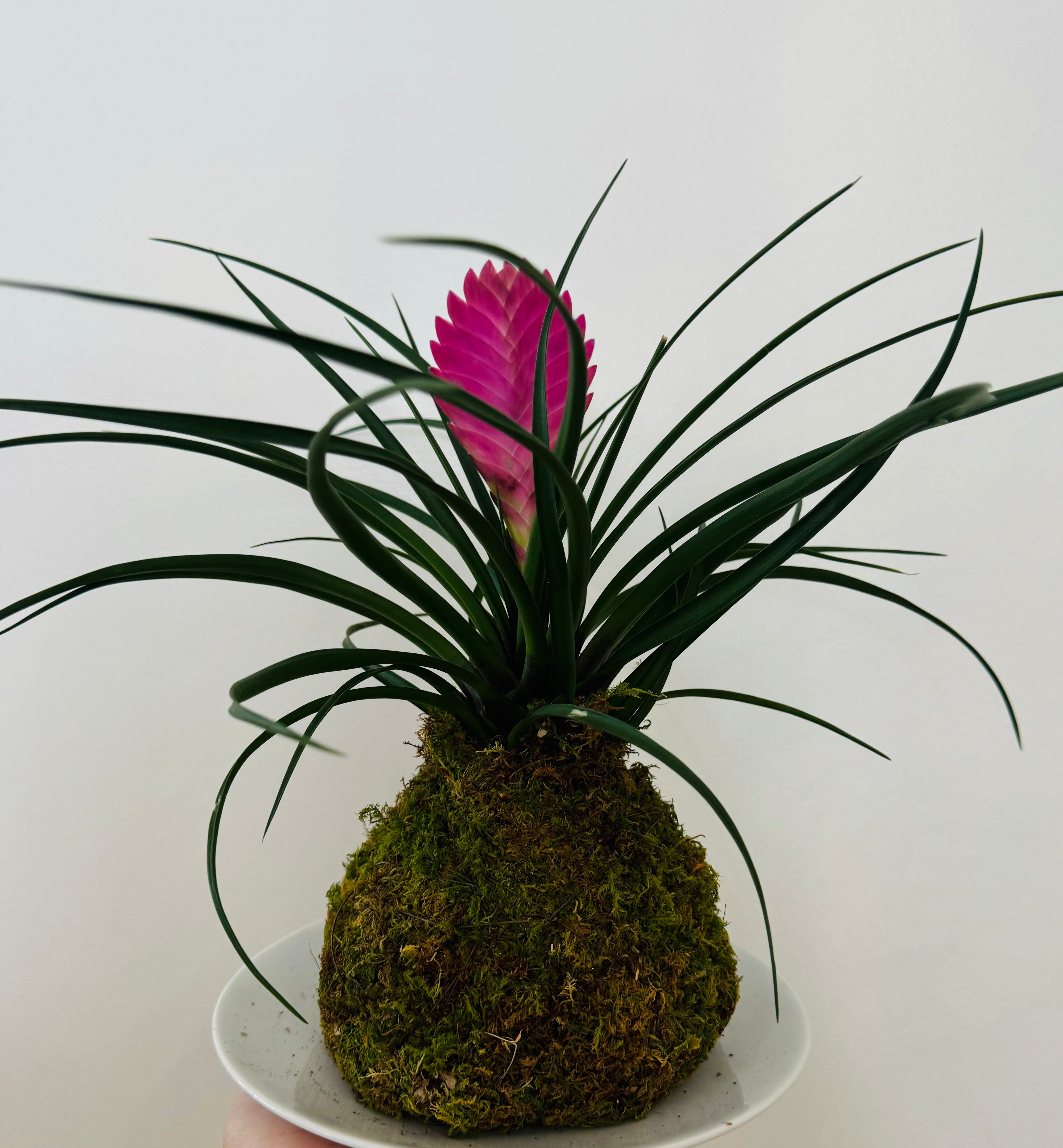 Kokedama - Tillandsia