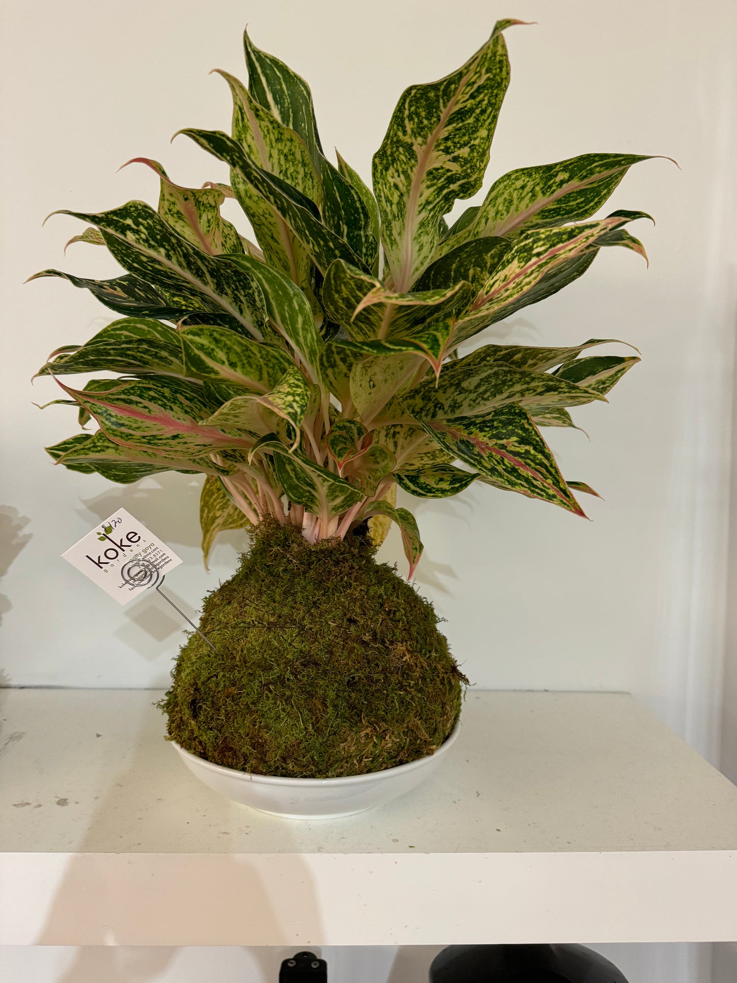 Kokedama - Aglaomena