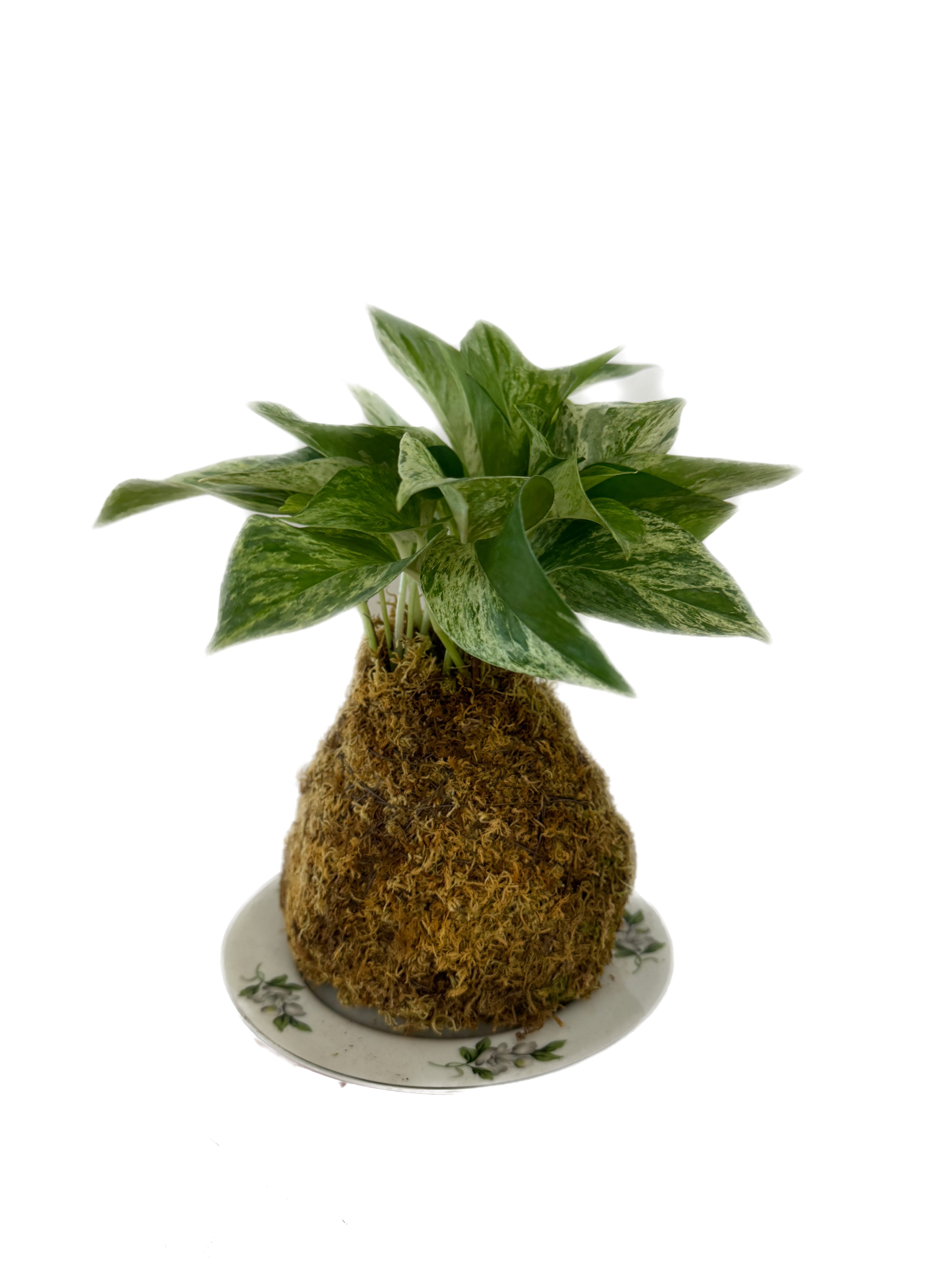 Kokedama - Pothos