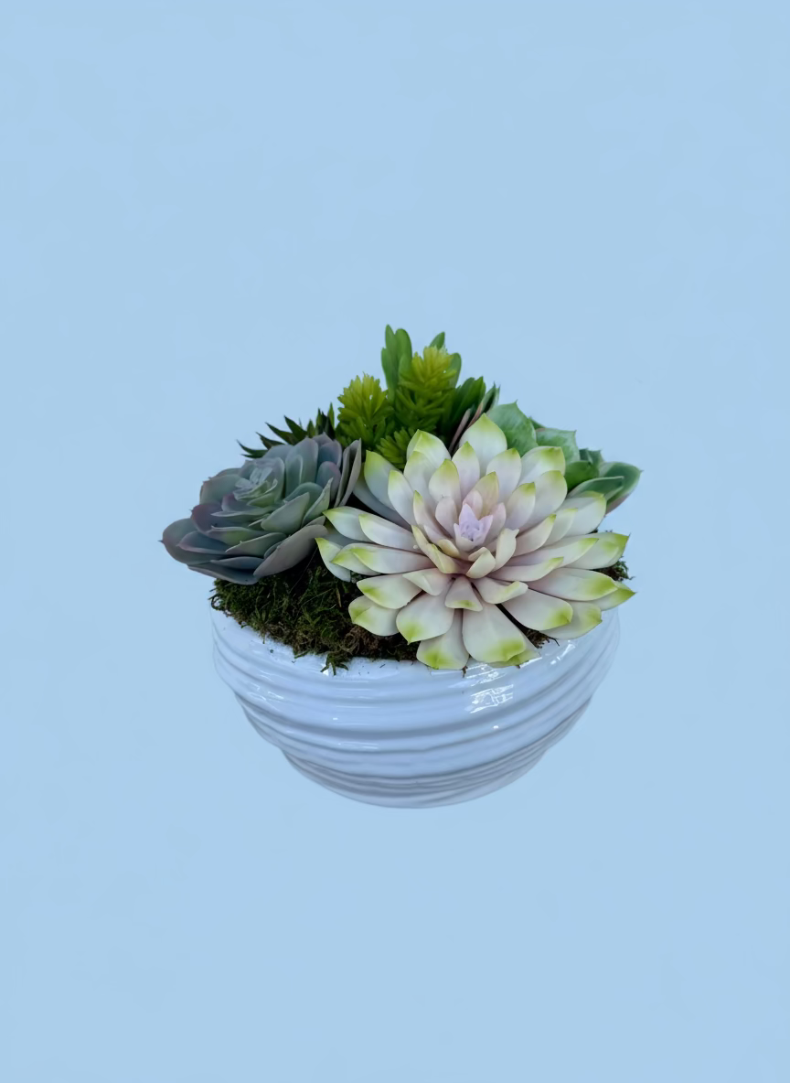 Succulent in White Swirl Pot
