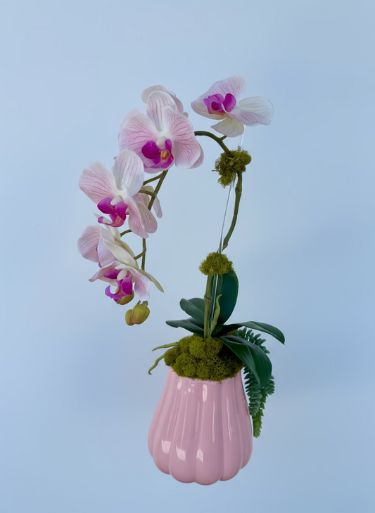 Pink and White Orchid in Pink pot