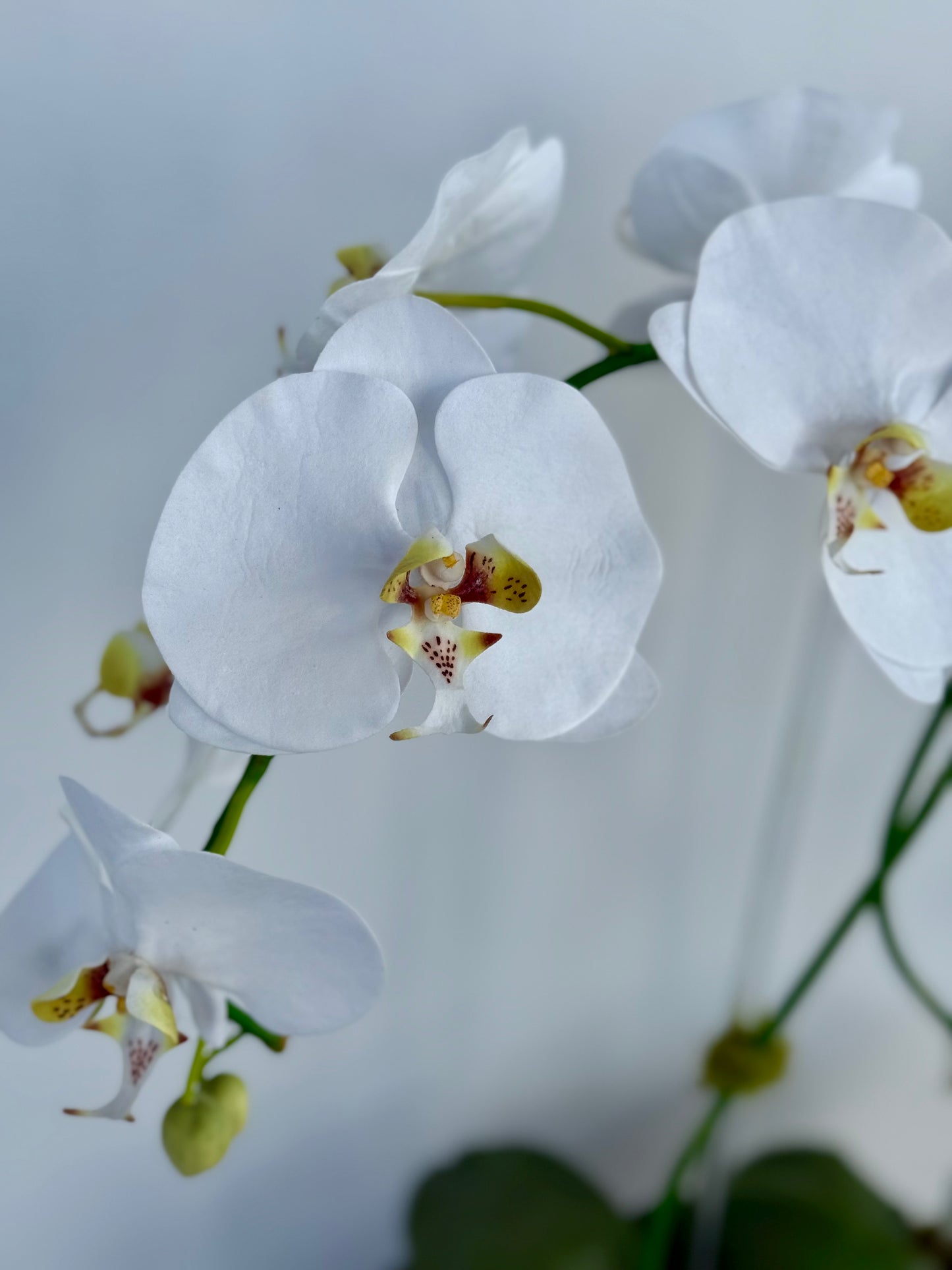 Two White orchids in Oyster Pot