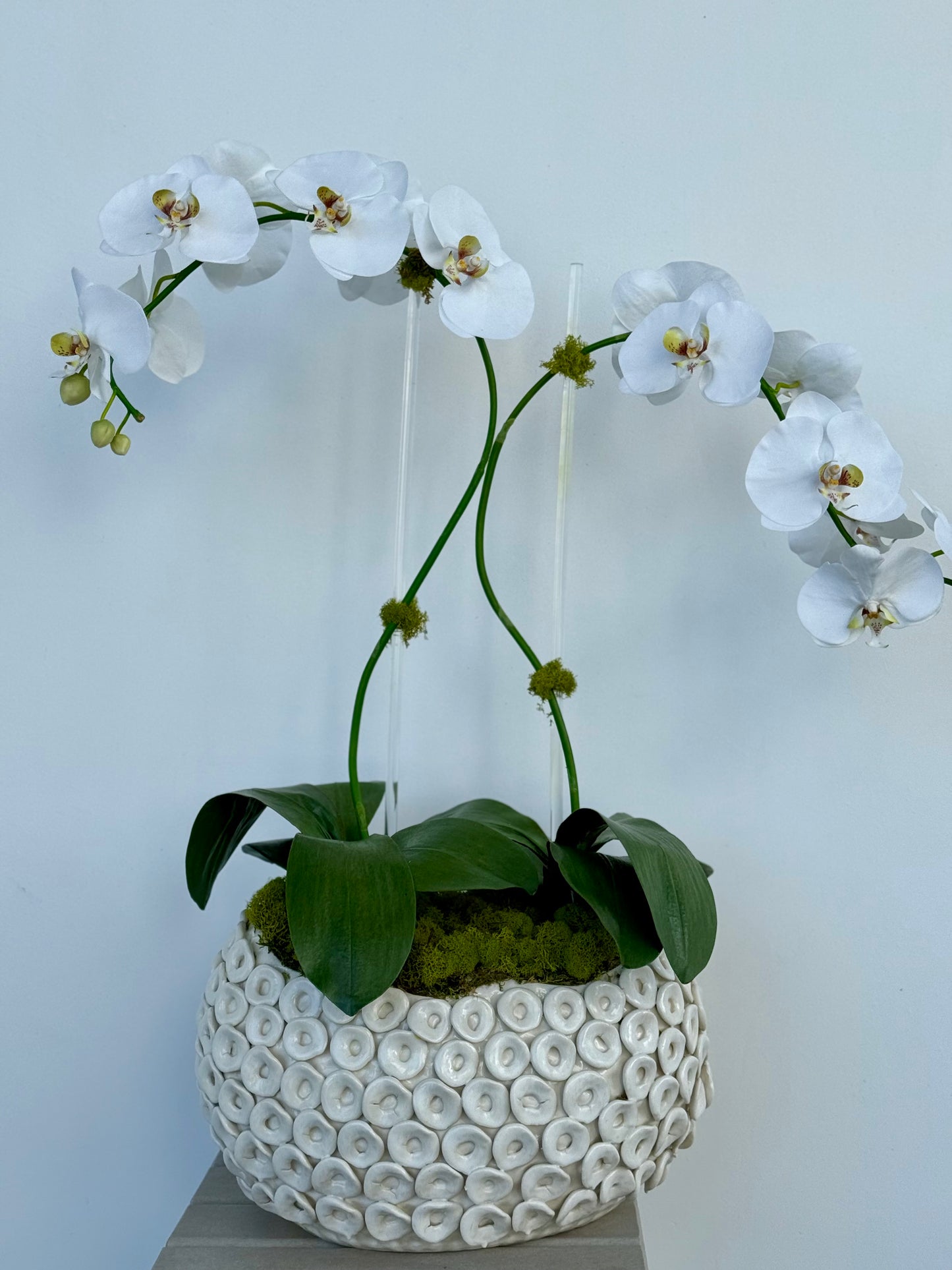 Two White orchids in Oyster Pot