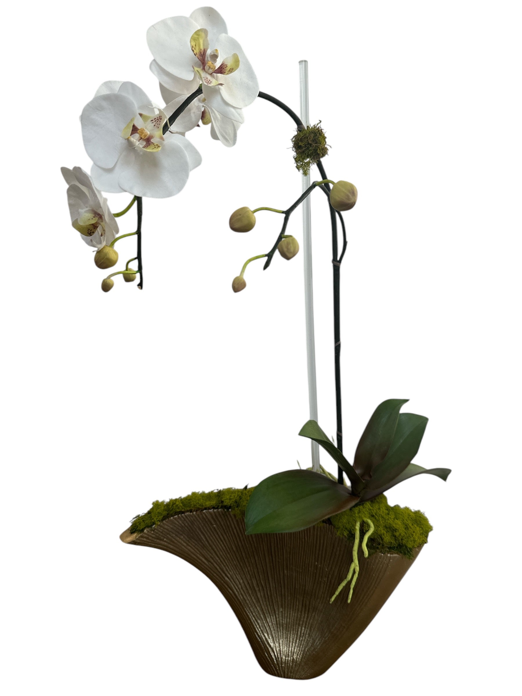 Single White Orchids in Gold Planter
