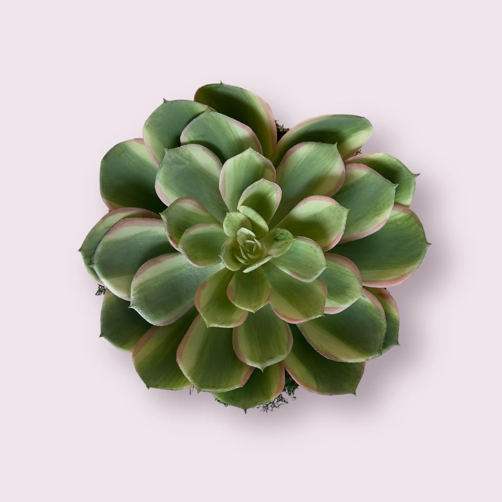 Single Succulent