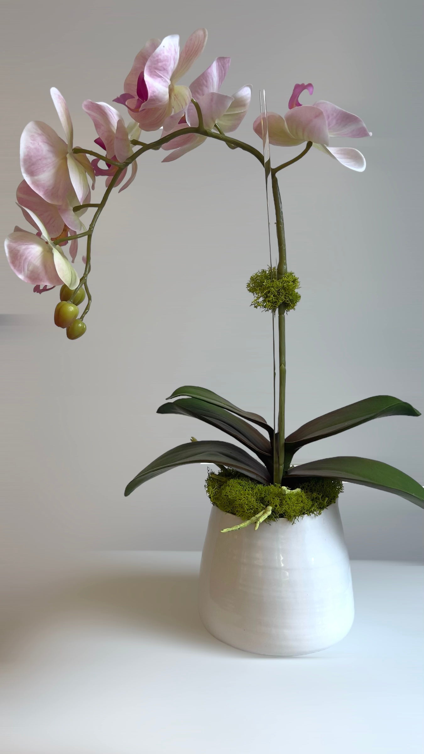 Single Orchid Arrangement