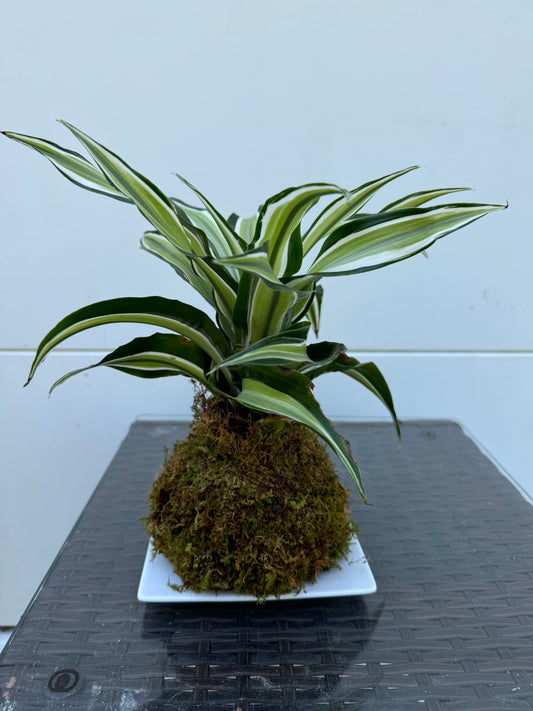 Kokedama - Dracaena