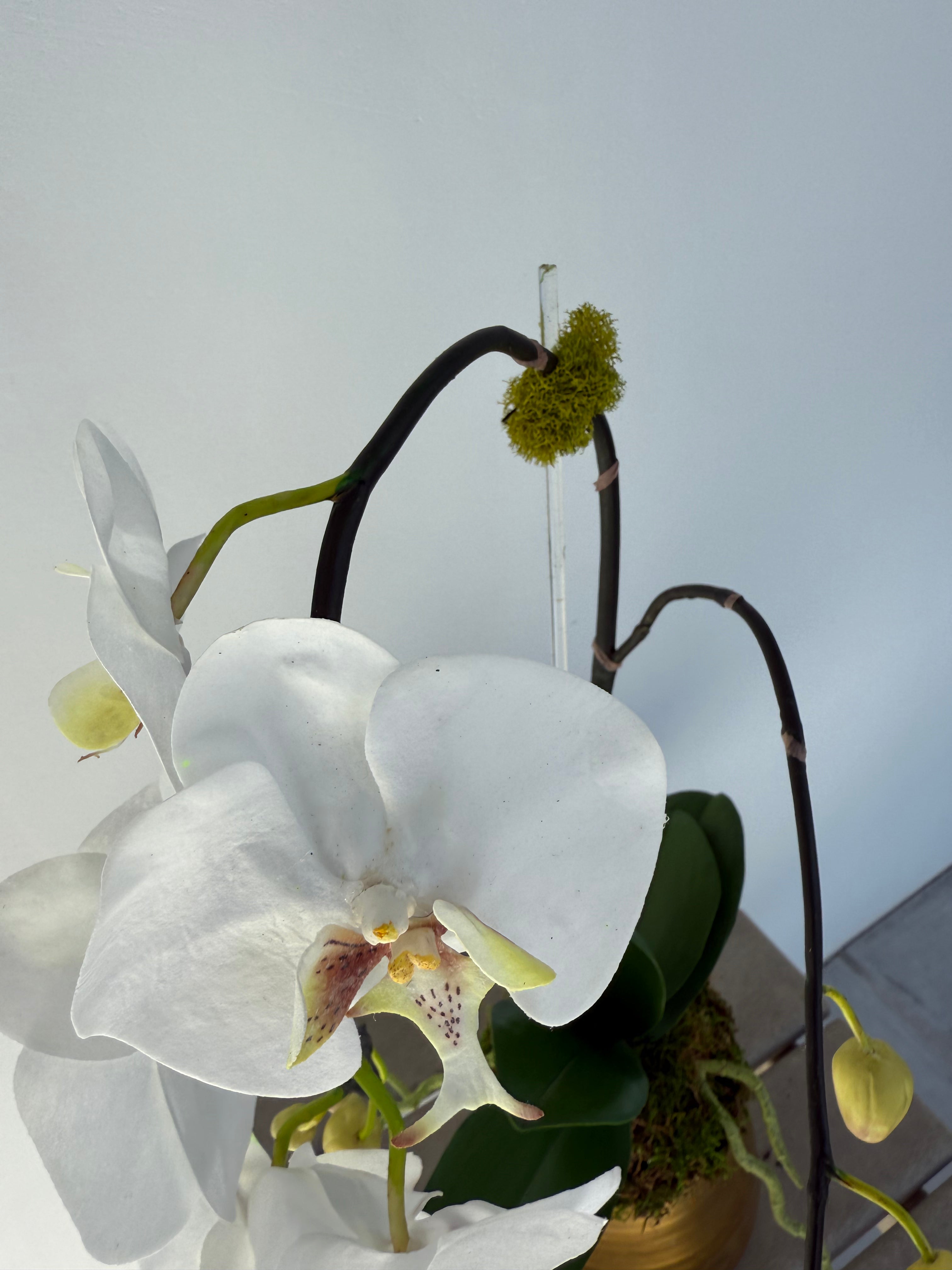 Small Gold Orchid Arrangement - Thumbnail 2