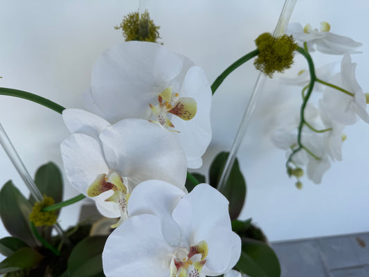 Large Orchid Scalloped Boat Arrangement