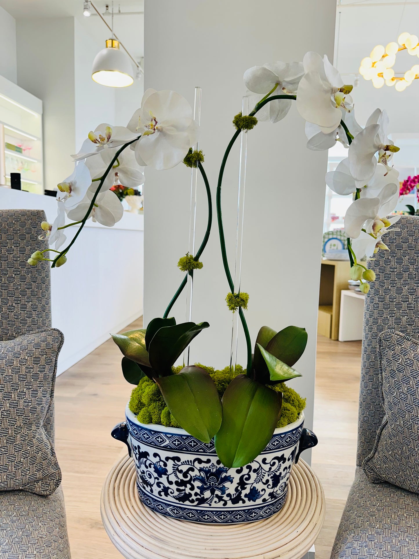 Orchids in Blue and White Planter
