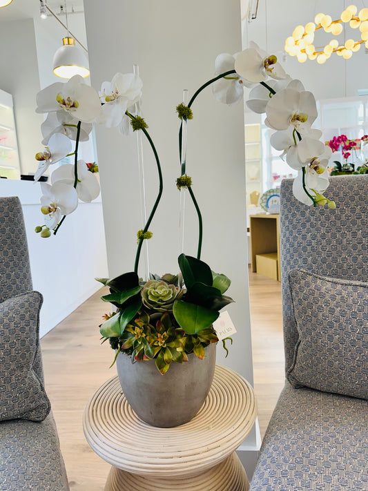 Double orchid with succulents - Concrete bowl