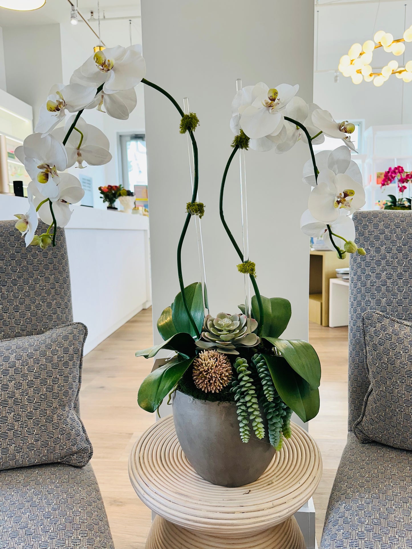 Double orchid with succulents - Concrete bowl