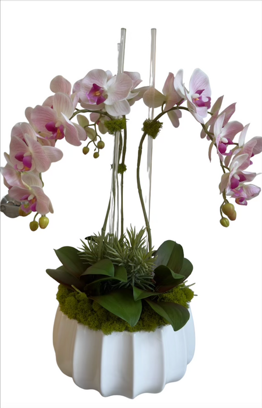 Three Purple and White Orchid with Shell