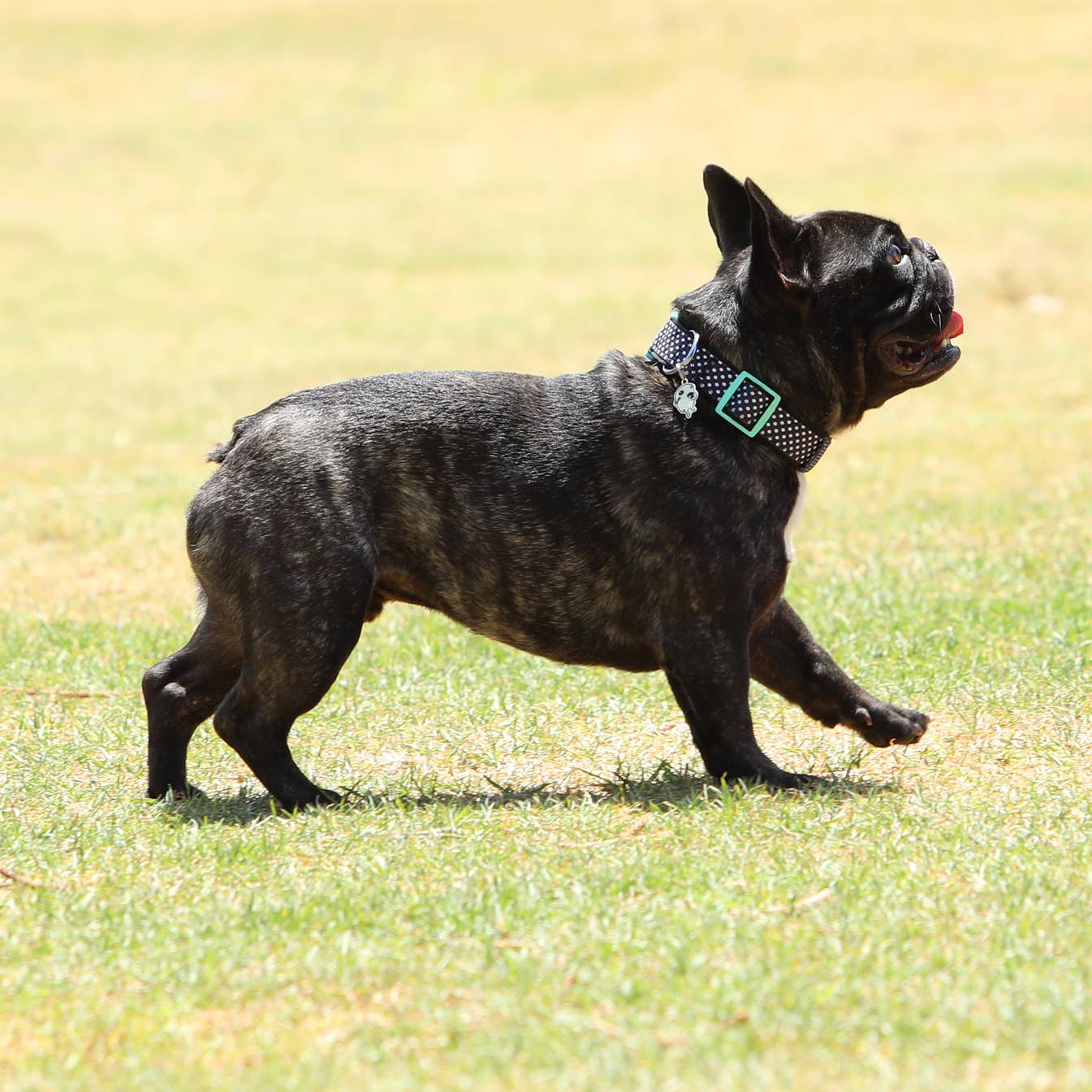 Neoprene Dog Collar - PONGO