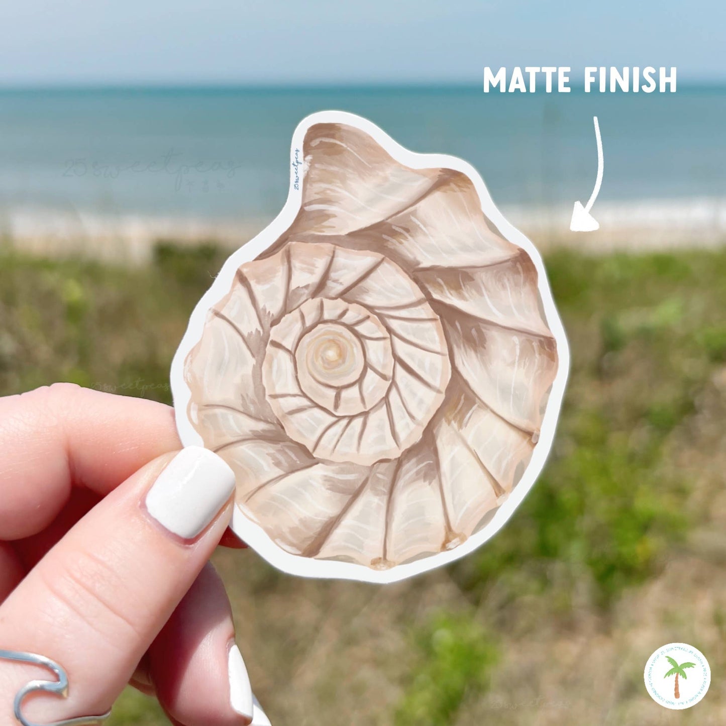 Whelk Shell Top Sticker, Beach Sticker, Seashell