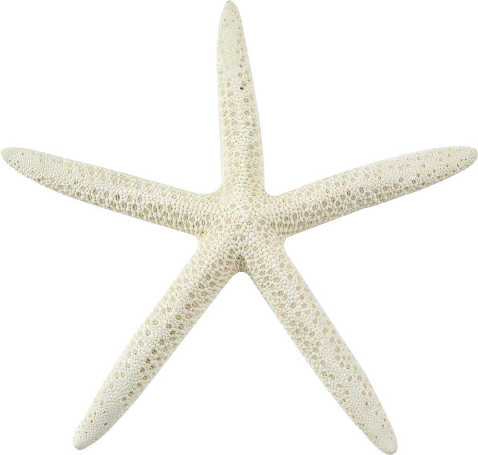 White Finger Starfish 6-8"