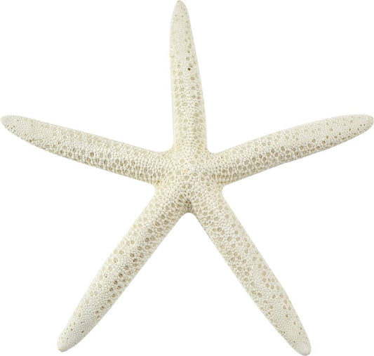 White Finger Starfish 6-8"
