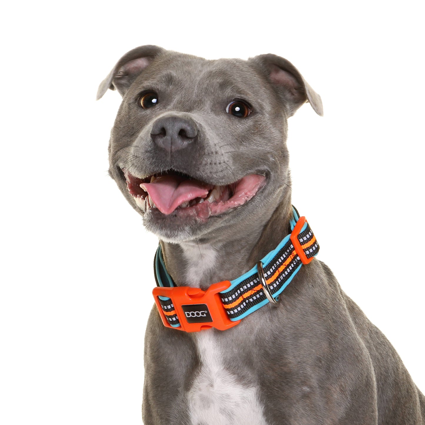 Neoprene Dog Collar - BEETHOVEN (NEON)