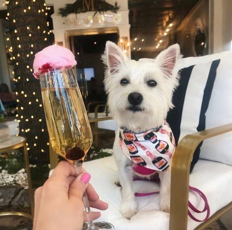 Champagne Dog Bandana